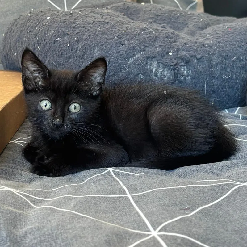 A baby small-sized male Black Domestic Short Hair cat named Vespa for adoption in Point Richmond, CA