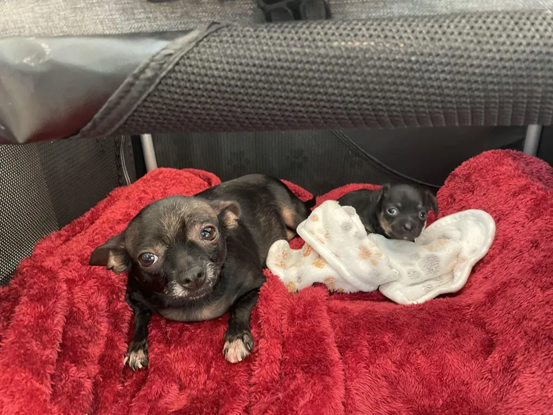 An adult small-sized female Black Chihuahua dog named Pastina for adoption in West Hollywood, CA