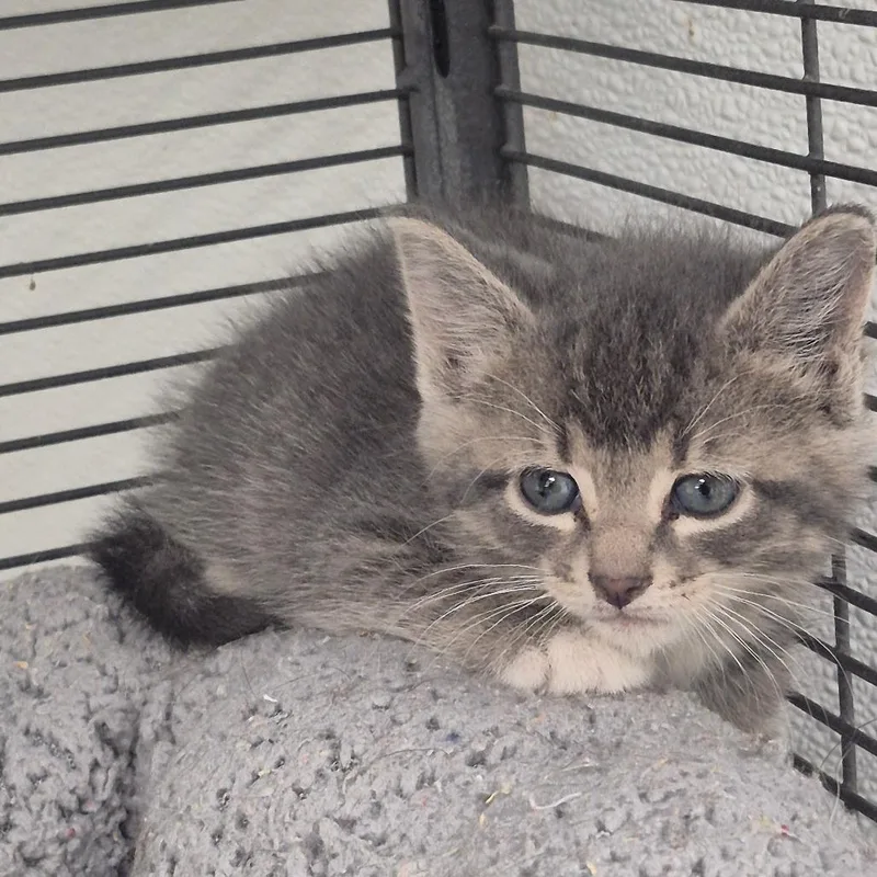 A baby small-sized female Gray / Blue / Silver Domestic Short Hair cat named Seek for adoption in Kingman, KS