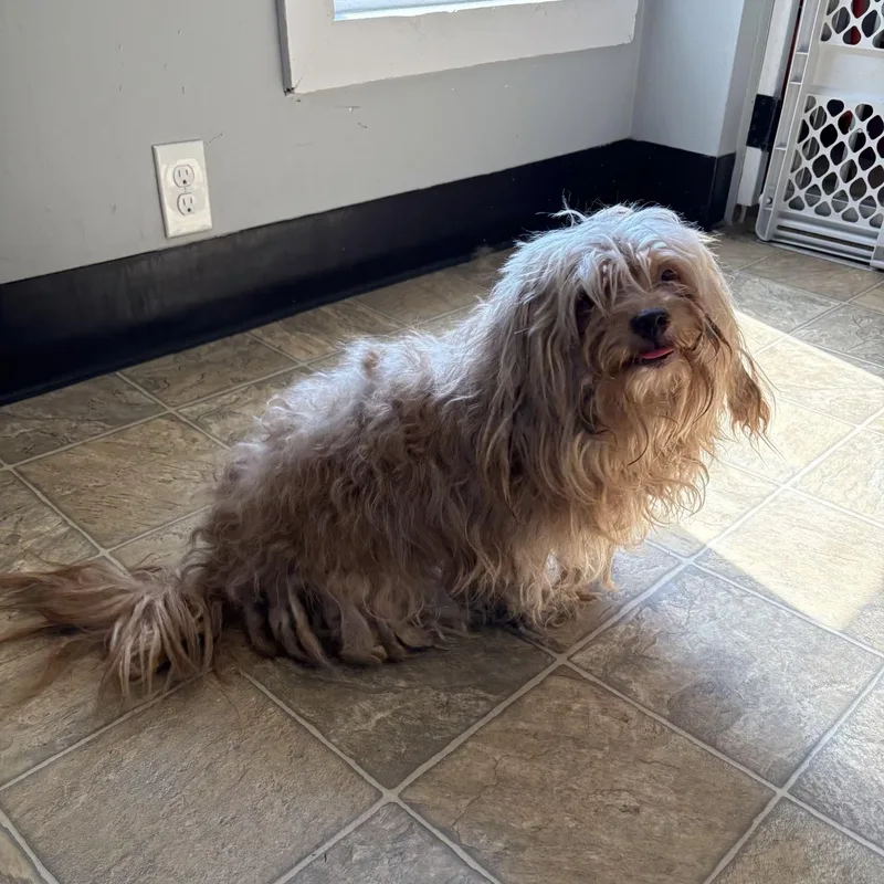 A young small-sized male Shih Tzu dog named Nash for adoption in Oxford, MI