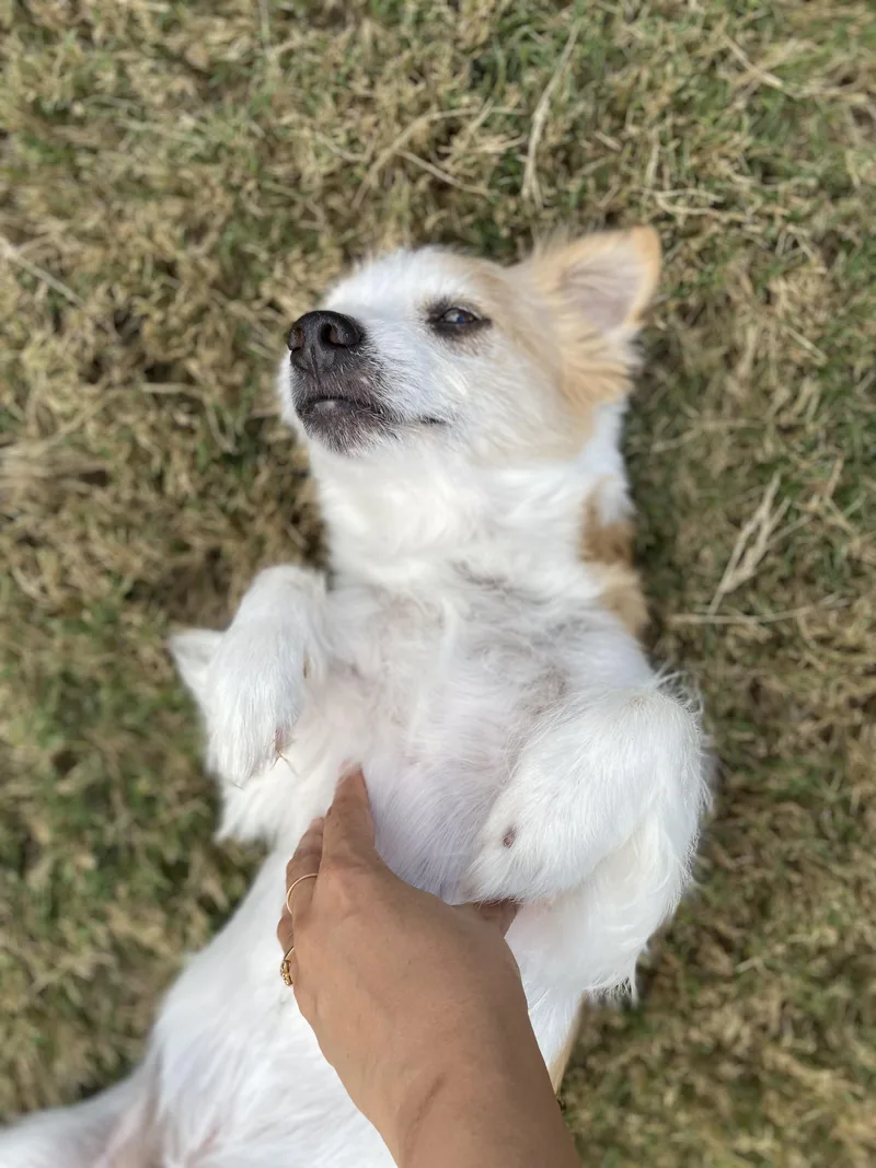 Cooper & Milo thumbnail 2