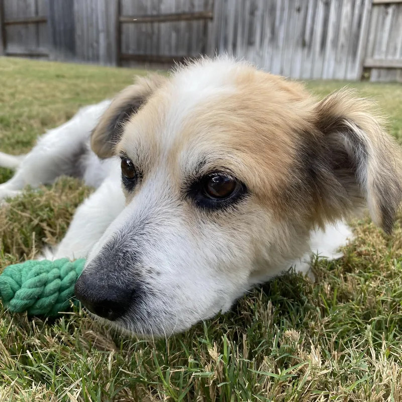 Cooper & Milo thumbnail 3