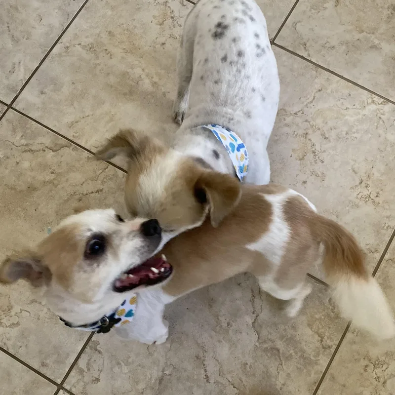 Cooper & Milo thumbnail 5