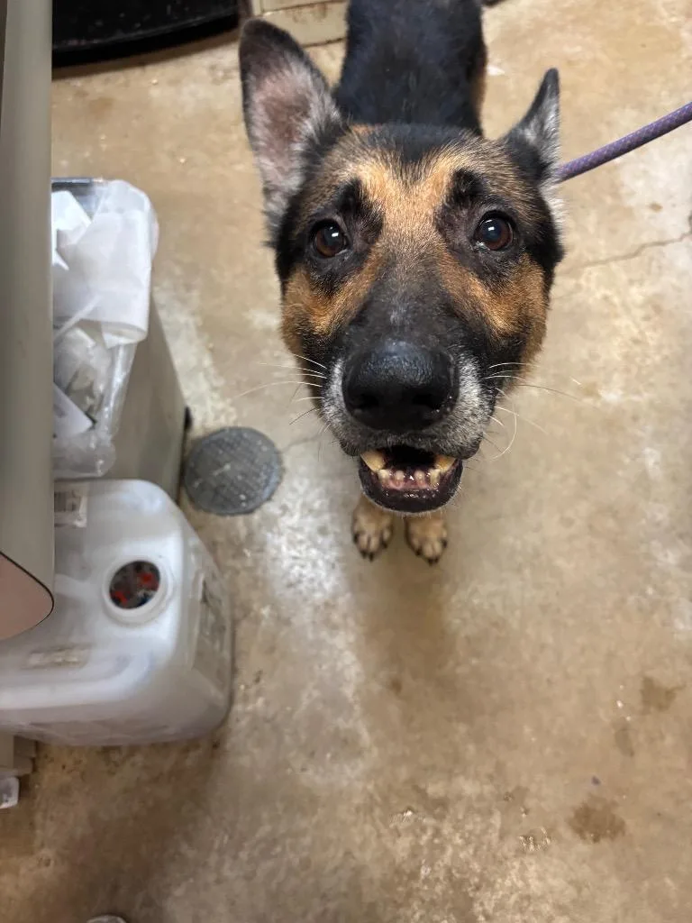 A young large-sized male German Shepherd Dog dog named Bandera for adoption in New Braunfels, TX