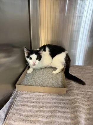 An adult large-sized female Domestic Short Hair cat named Celestial for adoption in Independence, MO
