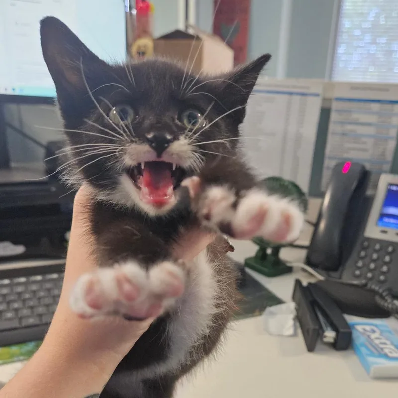 A baby small-sized male Black Domestic Short Hair cat named Meowster for adoption in Greensboro, NC