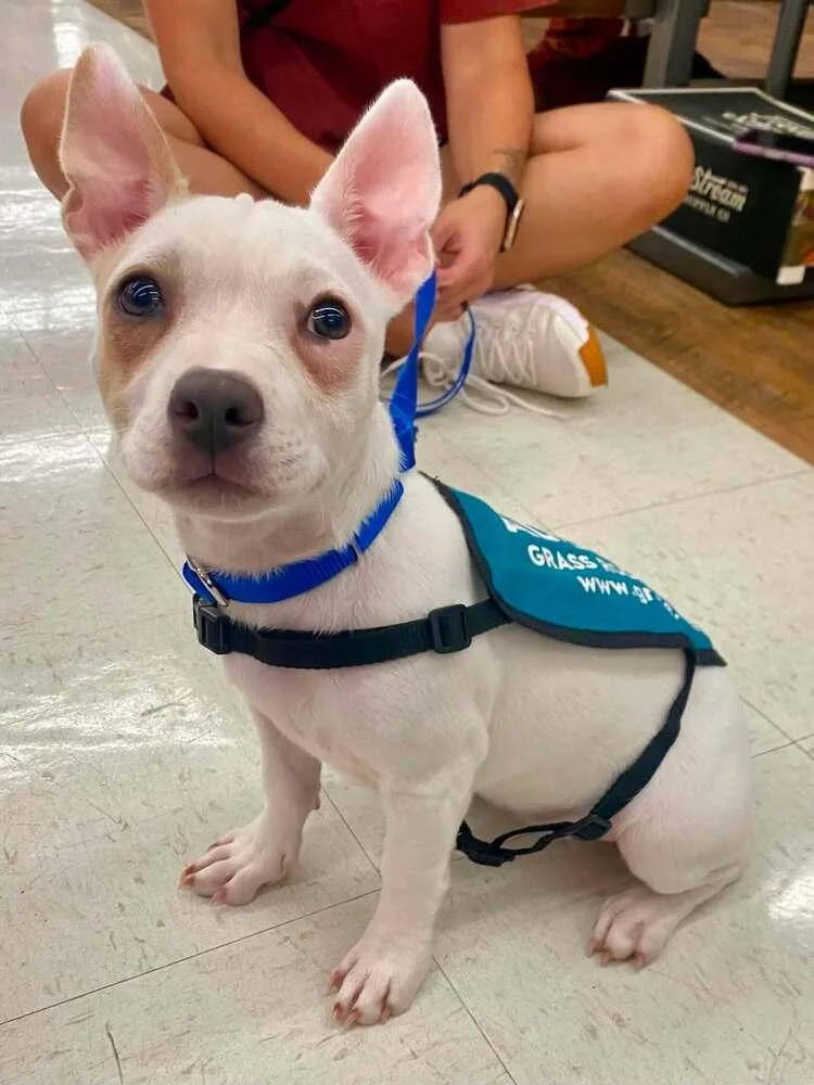 A baby small-sized female White / Cream Mixed Breed dog named Raina Rae for adoption in Milton, DE