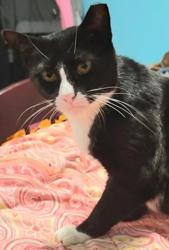 An adult medium-sized female Black & White / Tuxedo Domestic Short Hair cat named Fern for adoption in North Babylon, NY