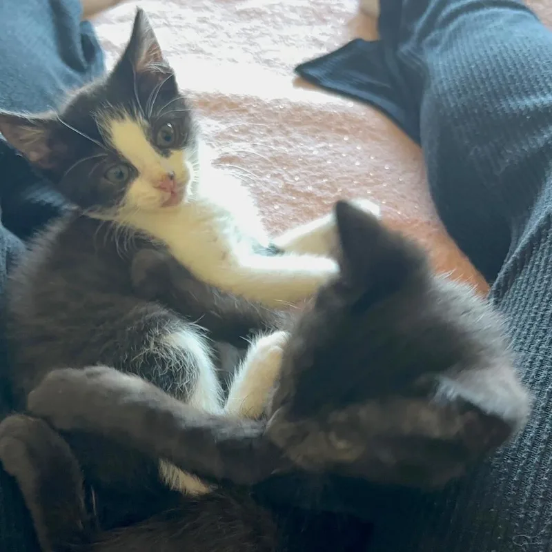 A young small-sized female Black & White / Tuxedo Domestic Short Hair cat named Spring [bonded With Sanchez] for adoption in Benicia, CA