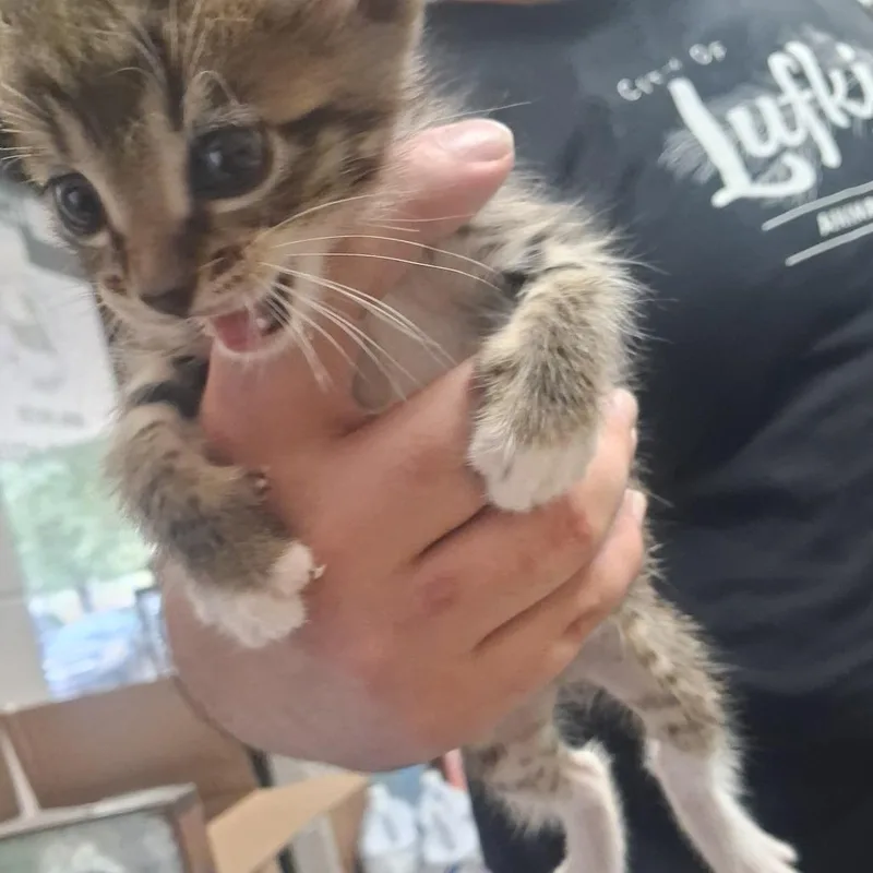 A baby small-sized male Domestic Short Hair cat named Cobweb for adoption in Lufkin, TX