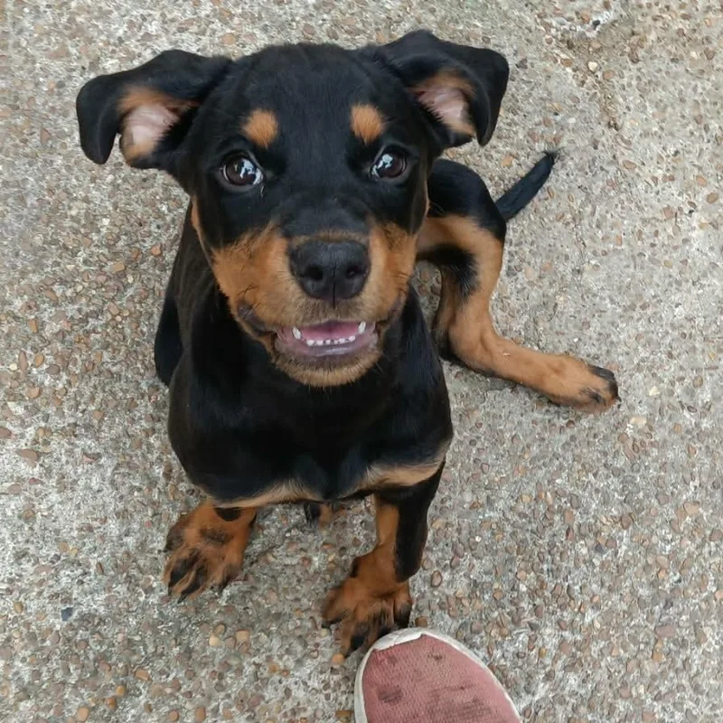 A baby large-sized male Bicolor Rottweiler dog named Reese for adoption in Memphis, TN