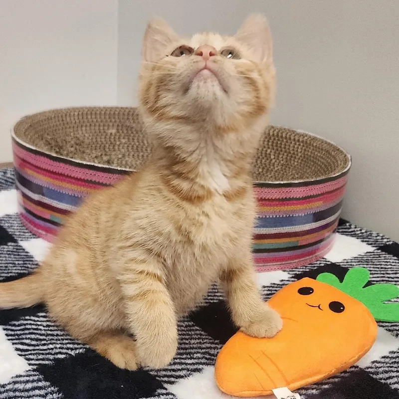 A baby small-sized male Orange / Red Domestic Short Hair cat named Dexter for adoption in Toledo, OH