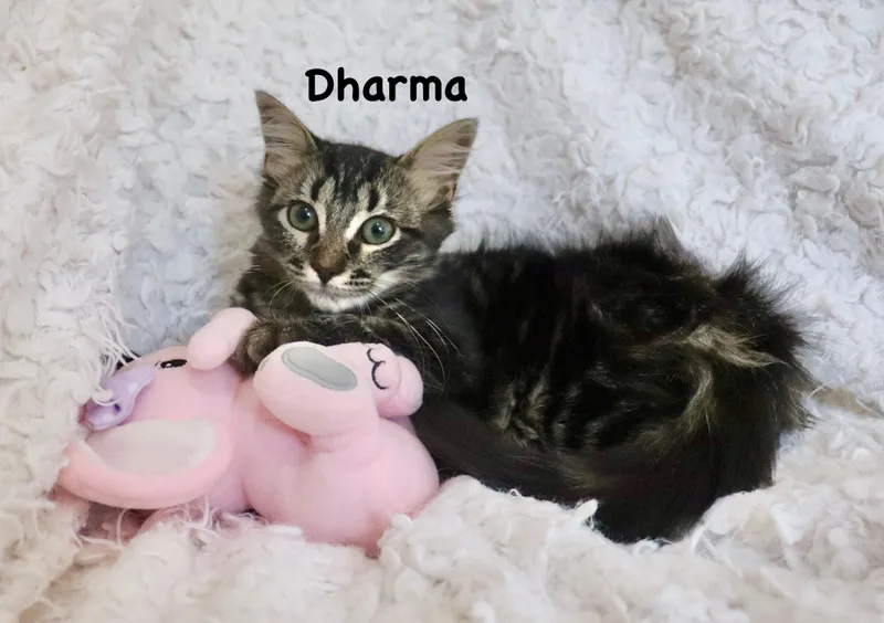 Dharma