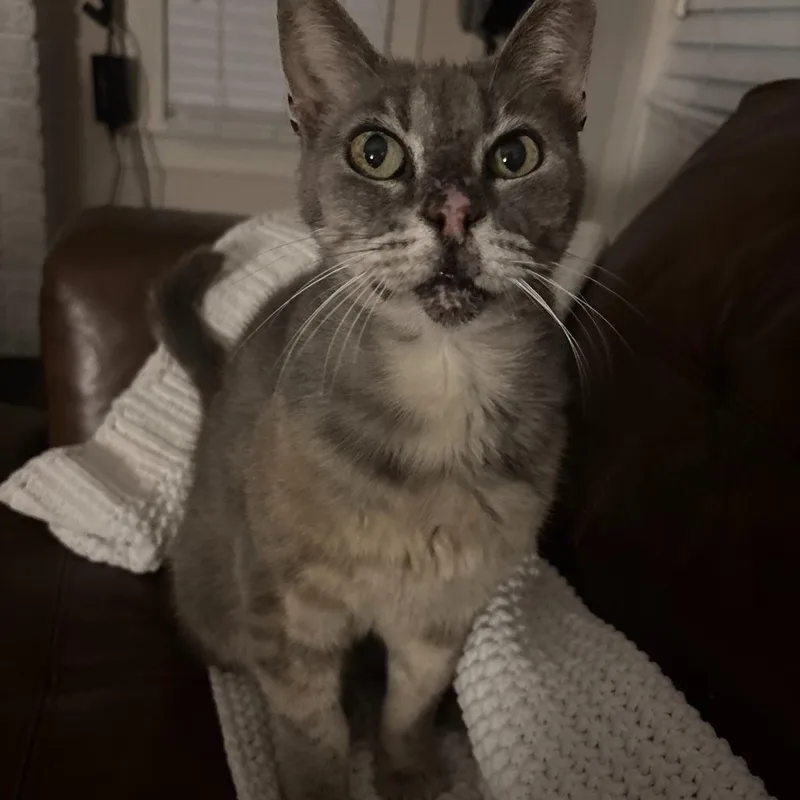 A senior medium-sized female Gray / Blue / Silver Domestic Short Hair cat named Cc for adoption in Houston, TX
