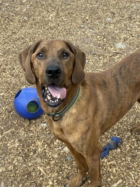 An adult large-sized male Coonhound dog named Bear for adoption in South Lake Tahoe, CA