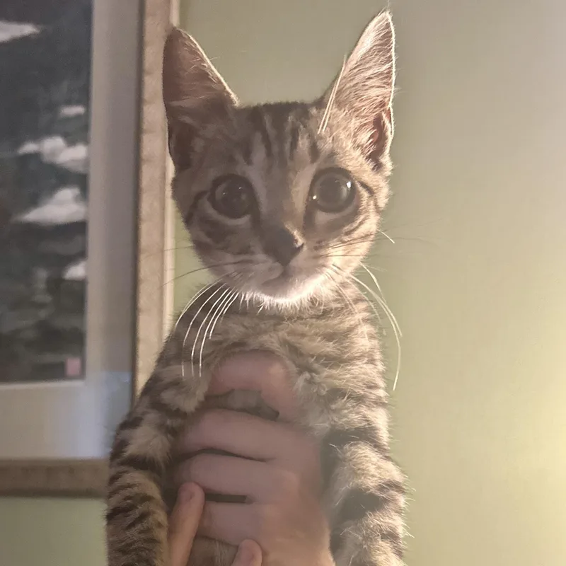 A baby small-sized male Tabby (Buff / Tan / Fawn) Domestic Short Hair cat named Jack Sprat for adoption in Richmond, VA