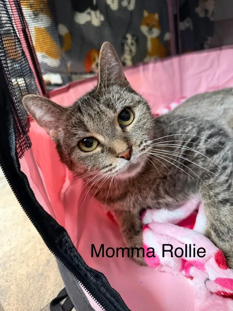 A young medium-sized female Domestic Short Hair cat named Rollie for adoption in Brainardsville, NY
