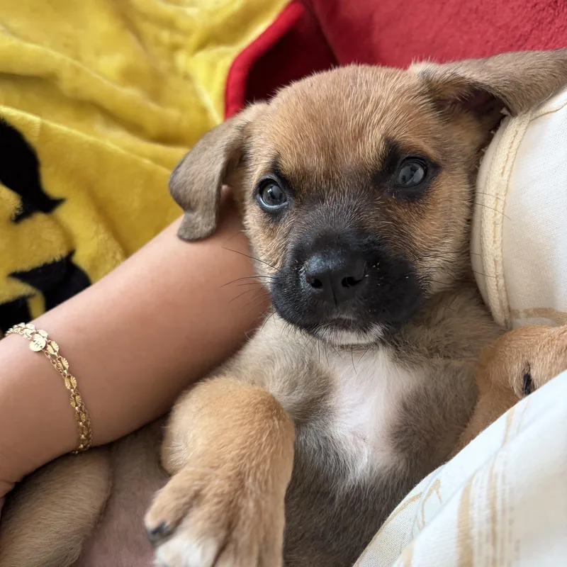 A baby medium-sized male Black Hound dog named Wombat for adoption in Columbia, SC