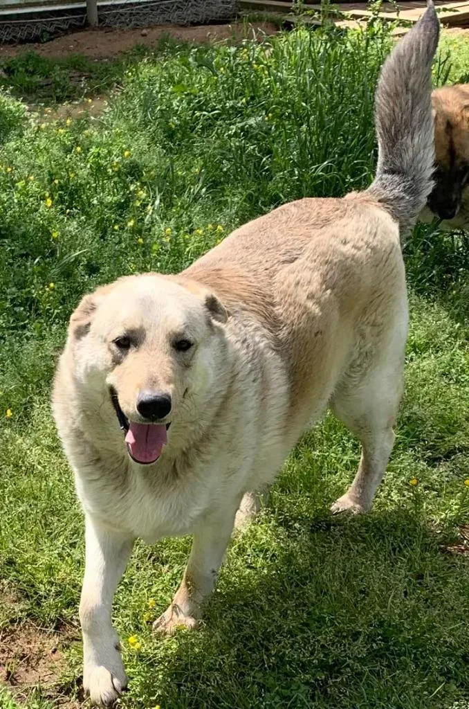 Silverado thumbnail 2