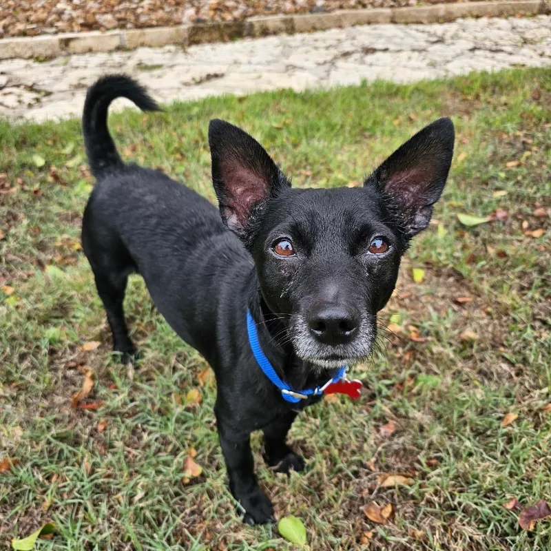 An adult small-sized male Black Chihuahua dog named Bucky for adoption in Boerne, TX
