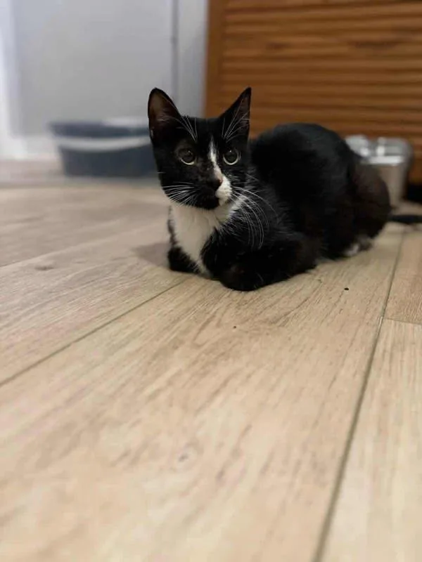 An adult medium-sized female Domestic Short Hair cat named Emery for adoption in Bonsall, CA
