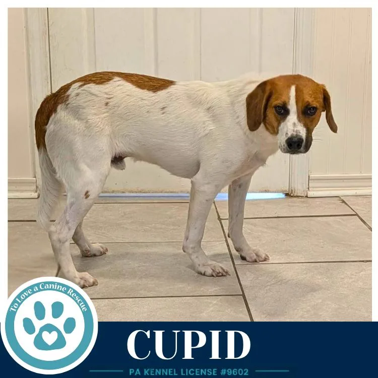 An adult medium-sized male Beagle dog named Cupid for adoption in Kimberton, PA