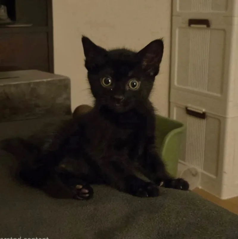 A baby small-sized male Domestic Short Hair cat named Goober for adoption in Fond Du Lac, WI