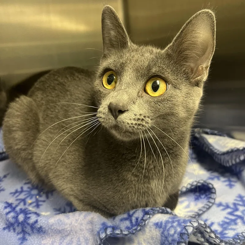 A young medium-sized female Domestic Short Hair cat named Uno for adoption in Mount Pleasant, MI