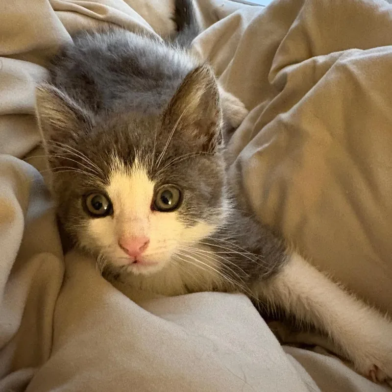 A baby small-sized female Gray / Blue / Silver Domestic Short Hair cat named Sylvie for adoption in Johnstown, PA