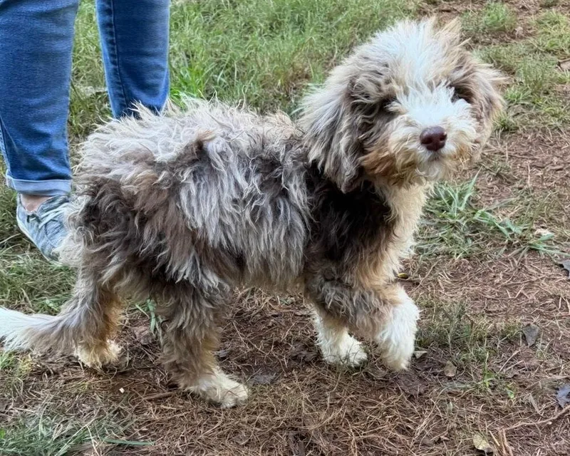 A baby medium-sized male Aussiedoodle dog named Banjo for adoption in Mooresville, NC