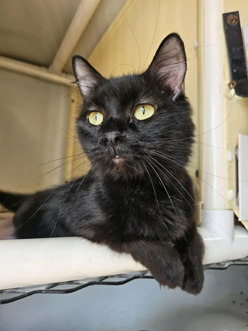 An adult small-sized female Black Domestic Long Hair cat named Black Beauty for adoption in Chappell, NE