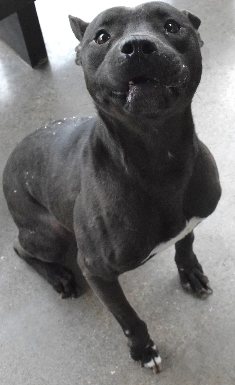 An adult medium-sized male Black Pit Bull Terrier dog named 22283 for adoption in Broken Arrow, OK