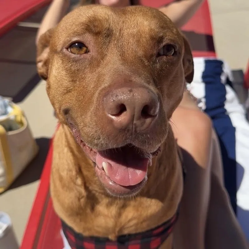 An adult medium-sized male Red / Chestnut / Orange Pit Bull Terrier dog named Red for adoption in Columbia, SC