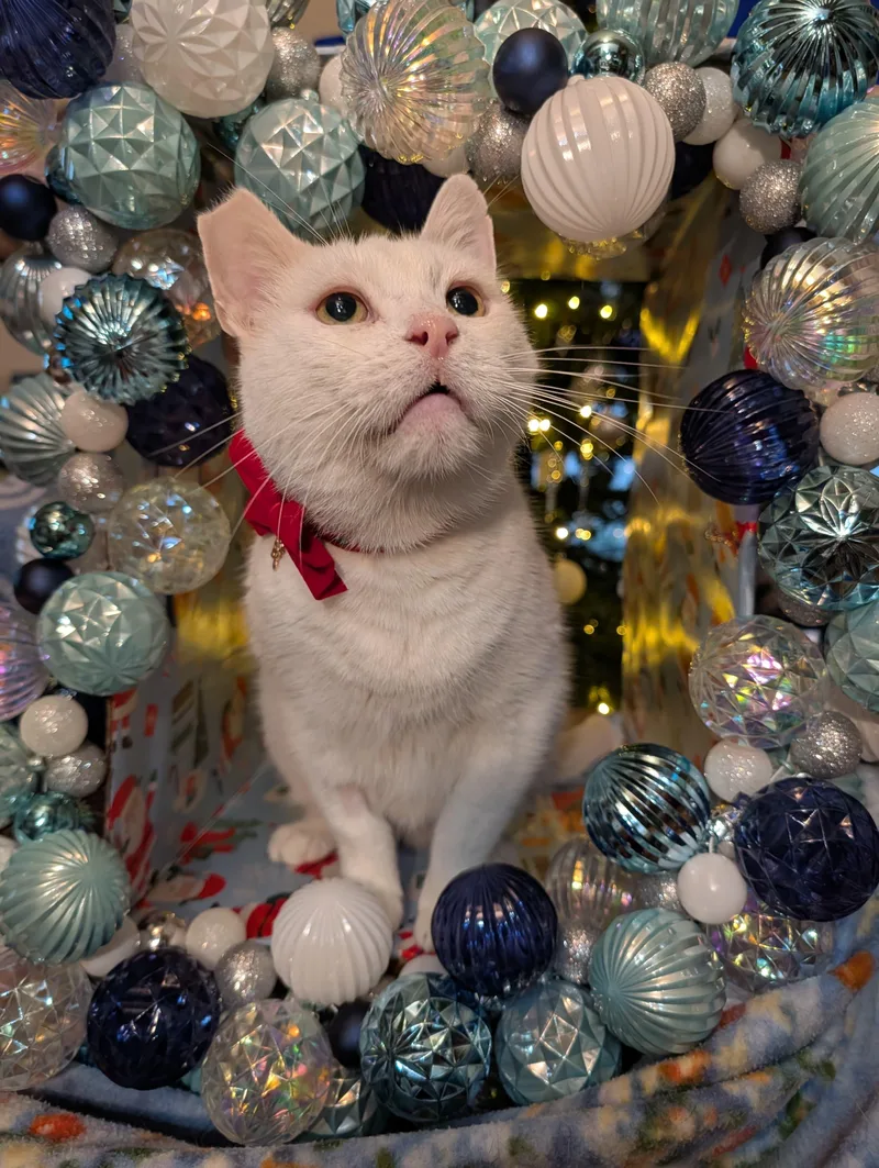 An adult medium-sized male White Domestic Short Hair cat named Snowball for adoption in Orange, CA