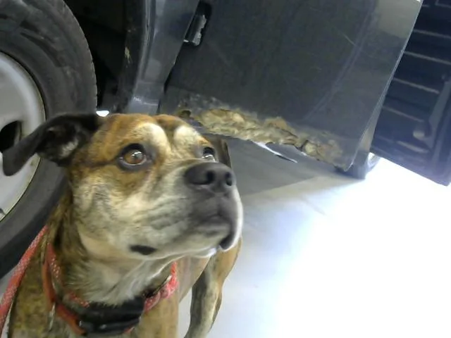 An adult medium-sized male Boxer dog named Bud for adoption in Toledo, OH