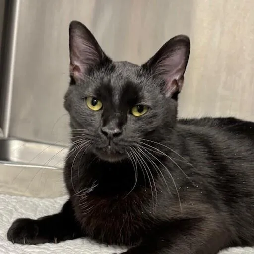 An adult medium-sized female Black Domestic Short Hair cat named Shuri for adoption in Chaska, MN