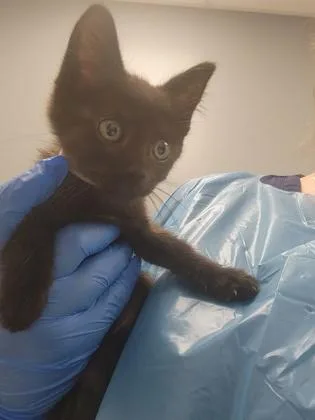 A baby small-sized female Domestic Short Hair cat named Nebula for adoption in Roseville, CA