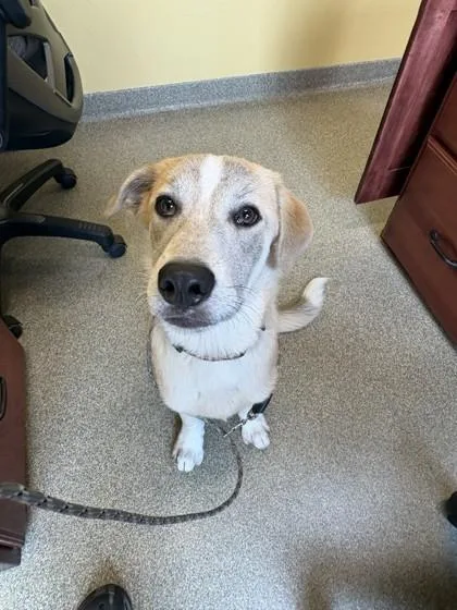 A baby medium-sized male Labrador Retriever dog named Jackson for adoption in Pequot Lakes, MN
