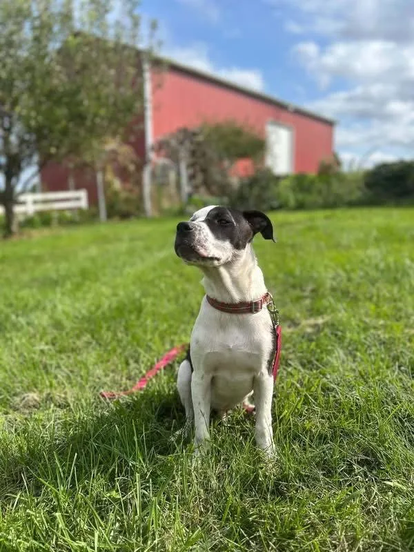 A baby medium-sized male Pit Bull Terrier dog named Cruiser Burt for adoption in Germantown, OH