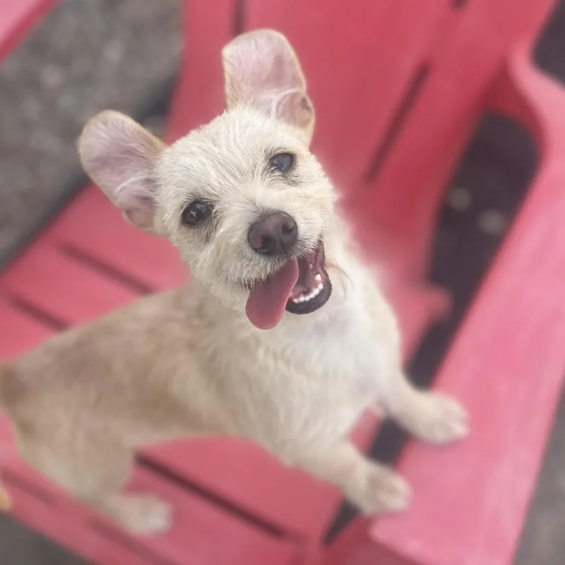 A young small-sized male Yellow / Tan / Blond / Fawn Cairn Terrier dog named Fritz for adoption in Brentwood, CA