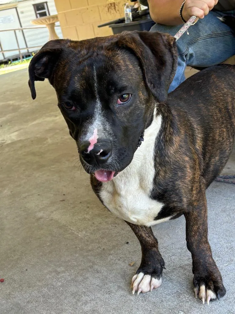 A young medium-sized male Pit Bull Terrier dog named Buster for adoption in Swainsboro, GA