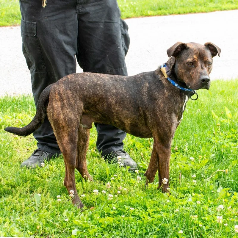 A young medium-sized male Pit Bull Terrier dog named Bruno Mars for adoption in Troy, OH