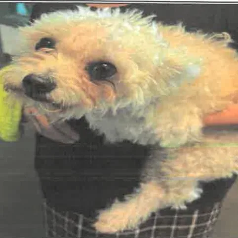 A young medium-sized male White / Cream Bichon Frise dog named Temu A for adoption in Mission Hills, CA