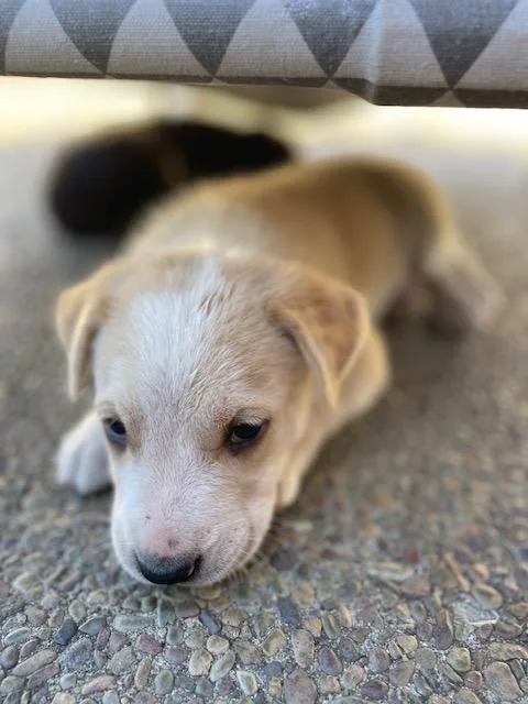 A baby large-sized male Great Pyrenees dog named Farfalle for adoption in Redwood City, CA