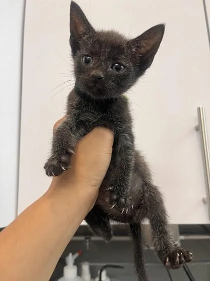A baby small-sized male Domestic Short Hair cat named Cinder for adoption in West Chester, PA