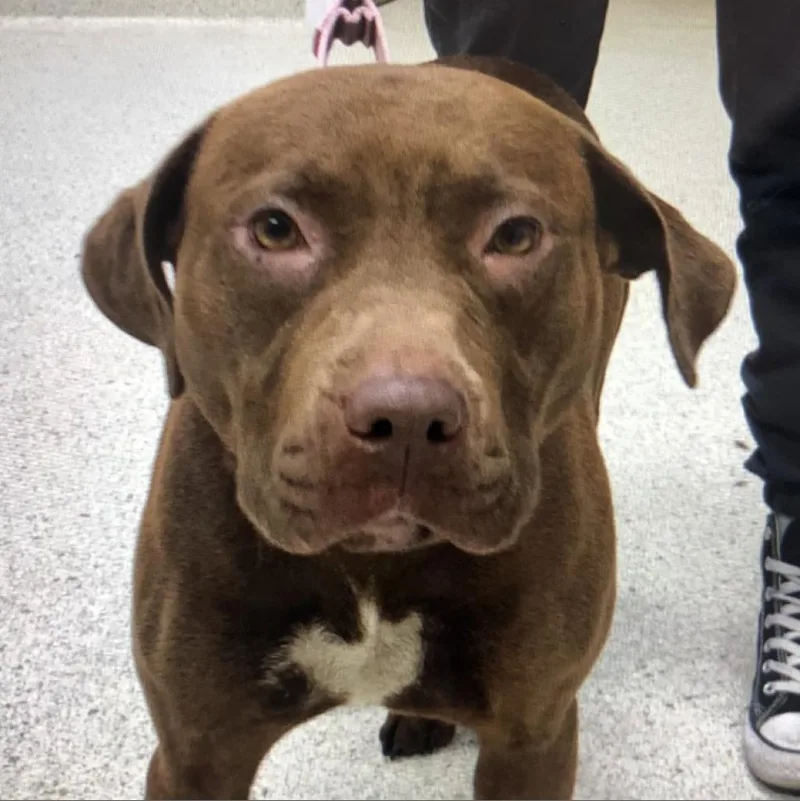 An adult medium-sized female Brown / Chocolate Mixed Breed dog named Xena for adoption in Jacksonville, FL