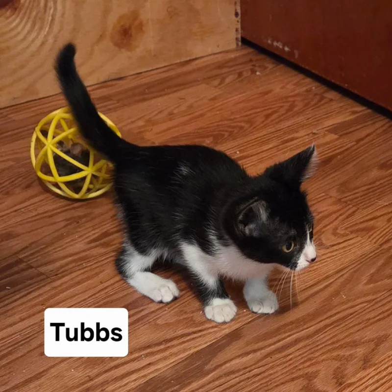 A baby small-sized female Black Domestic Short Hair cat named Tubbs for adoption in New Port Richey, FL