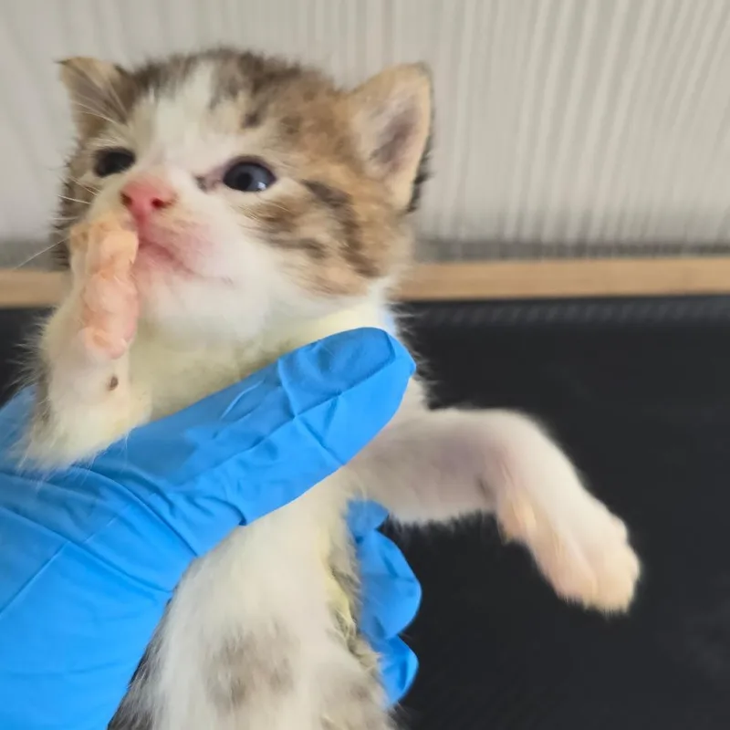 A baby small-sized male Brown / Chocolate Domestic Short Hair cat named Charlie for adoption in East Hanover, NJ