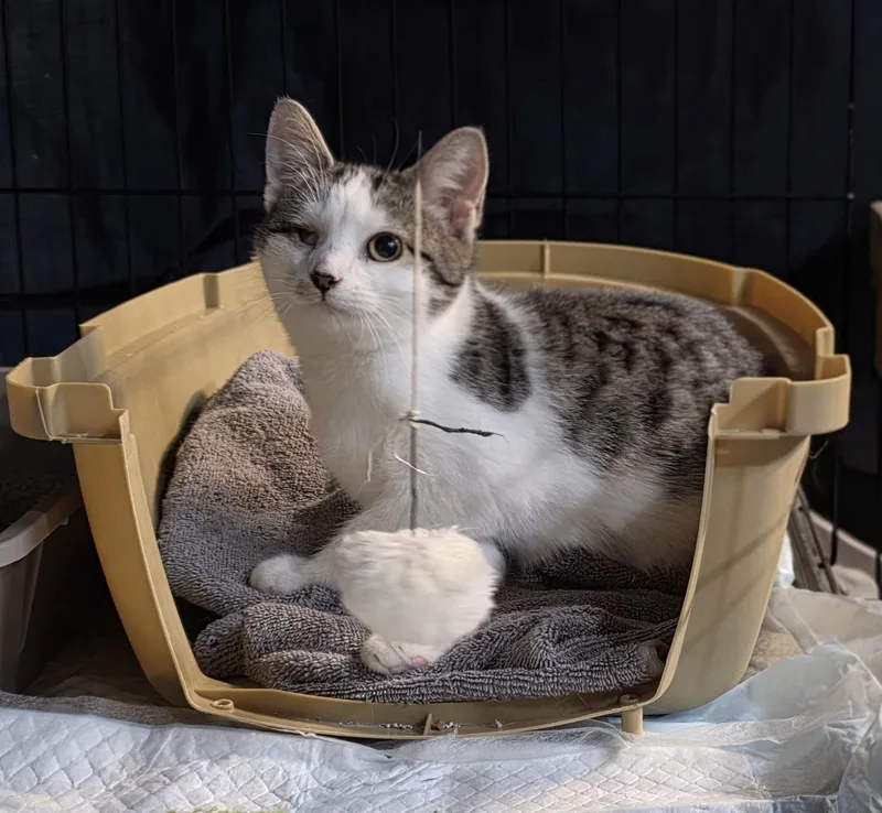A baby medium-sized male Domestic Short Hair cat named Popeye for adoption in Leesburg, VA