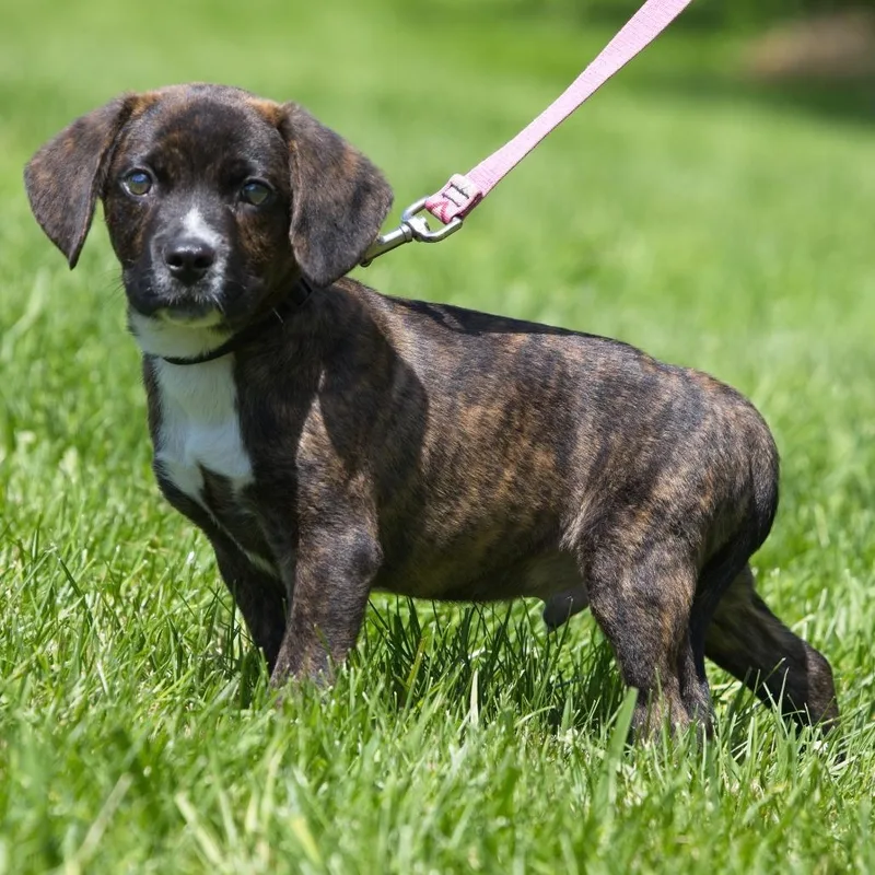 A baby medium-sized male Brown / Chocolate Labrador Retriever dog named Dandy for adoption in South Elgin, IL